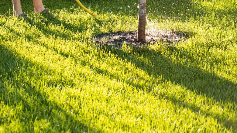Man watering young fruit tree in garden