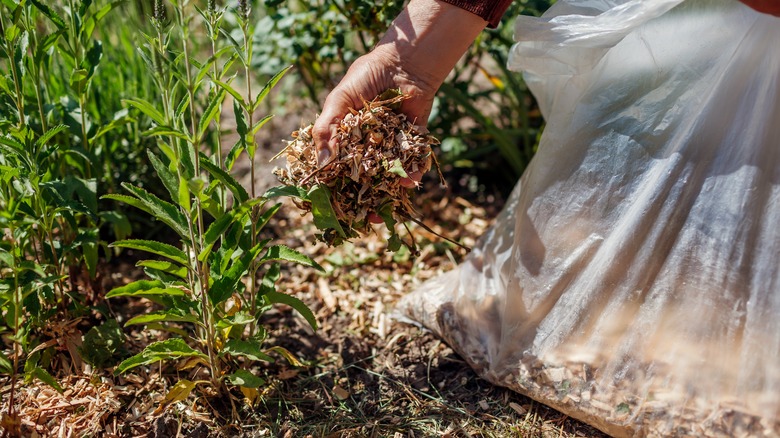 Hand sprinkling mulch on garden