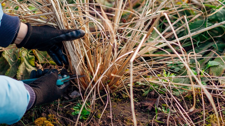 Gloved hands pruning dead grass