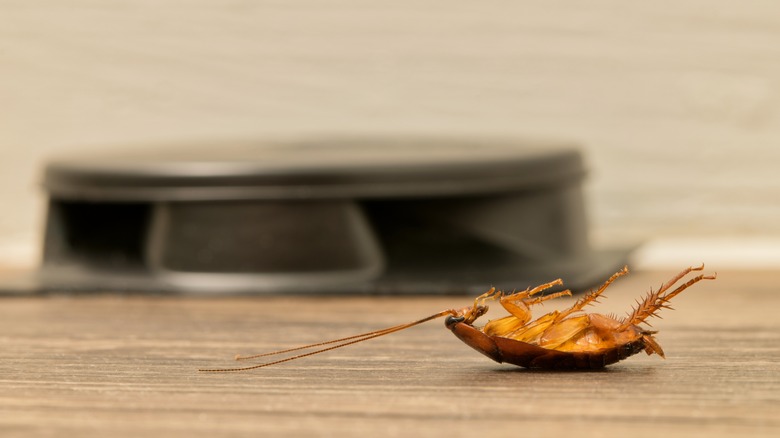 Dead cockroach with bait