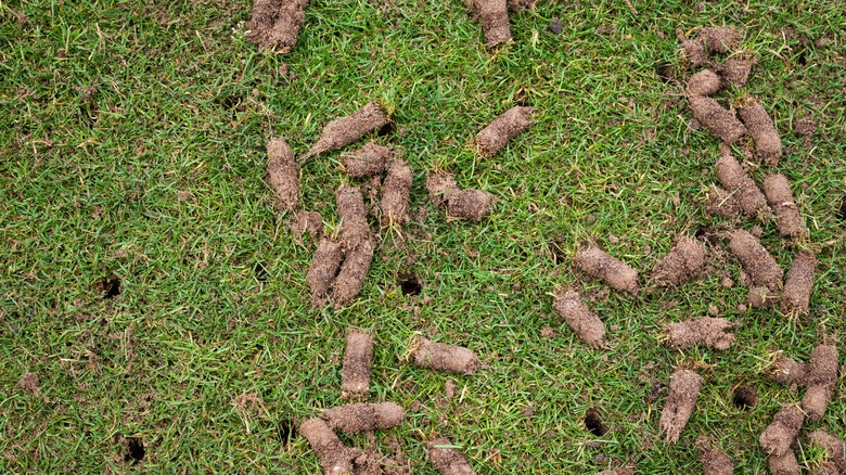 Lawn after core aeration