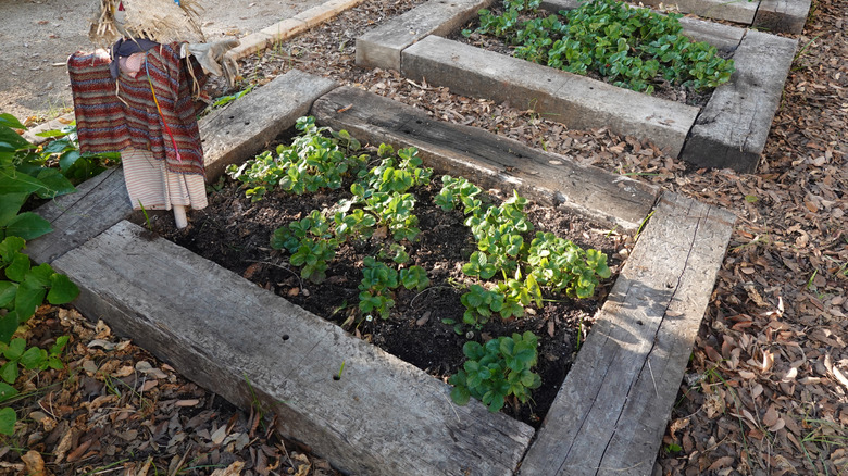 Garden beds made of railway sleepers with strawberry plants inside