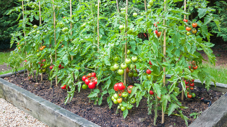 Tomato plants growing in a raised bed made from railroad ties