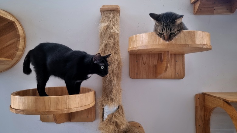 Elaborate built-in cat tree 