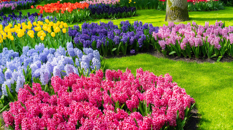 Mass plantings of spring bulbs in a garden