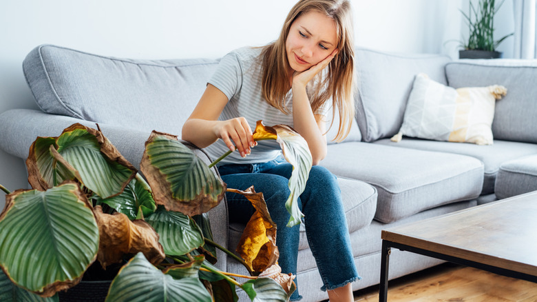 person looking at dying houseplant