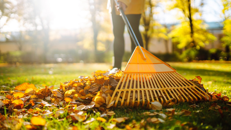 A close-up of a person raking up fallen leaves