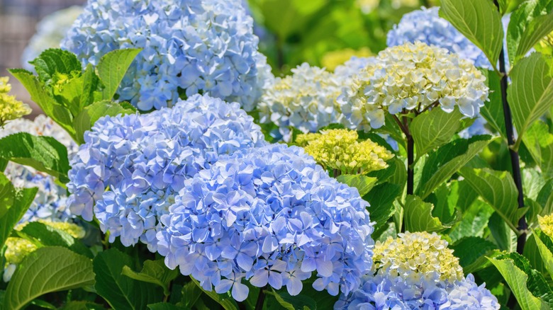 Blue hydrangeas