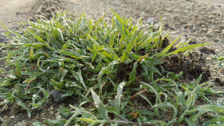 A patch of nimblewill grows in bare soil.