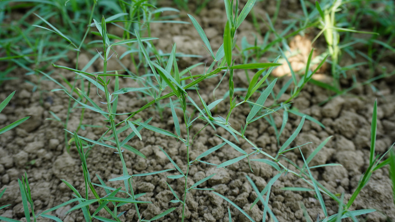 A patch of nimblewill grows in crumbly, dry soil.