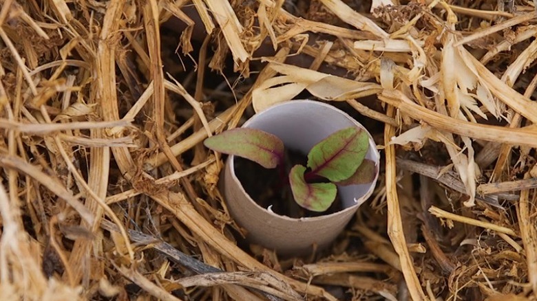 A small seedling planted in a garden bed, surrounded by straw mulch, and protected with a toilet paper tube