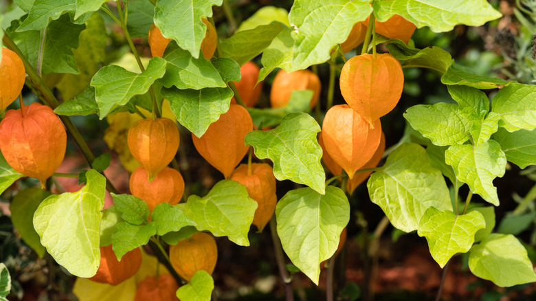 a ground cherry plant full of fruits
