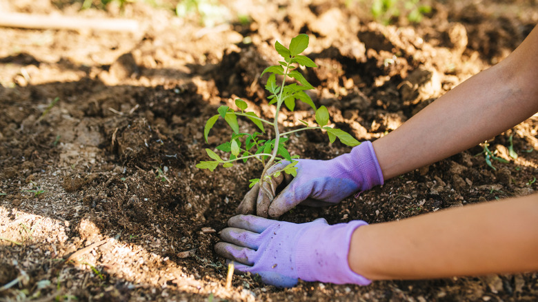 Woman planting a small plant in a garden bed