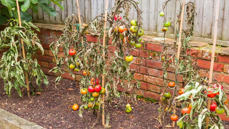 Tomatoes growing on vines, drooping and crumpling with tomato blight