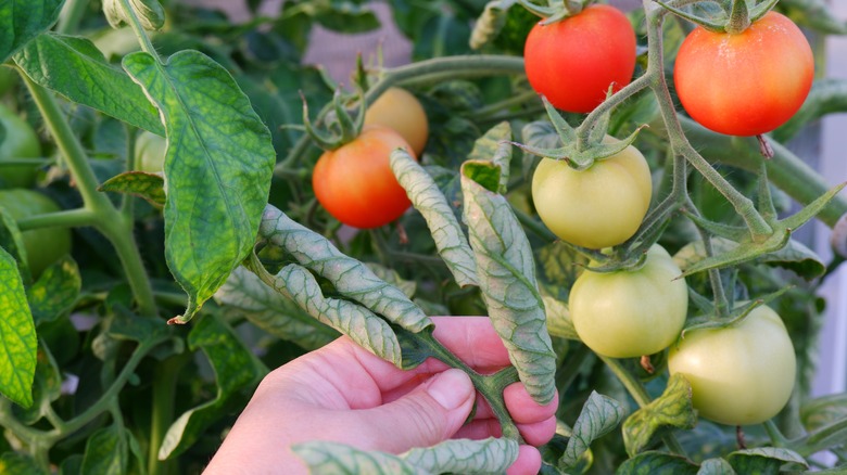 Gardener holds curling tomato leaves that are affected by blight