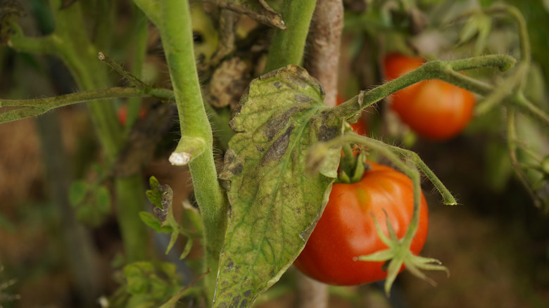Close-up photo of tomatoes on the vine with mold and tomato blight