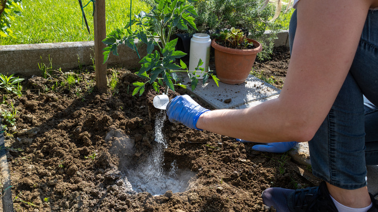 Person adding fertilizer to planting hole for tomato plant