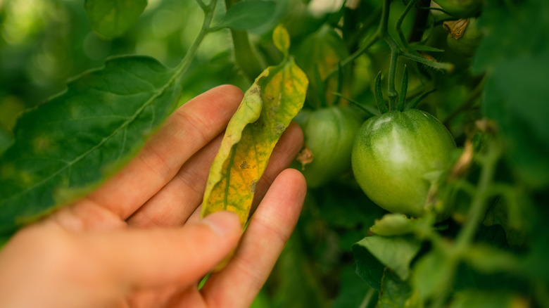 Gardener checking the leaves of a tomato plant