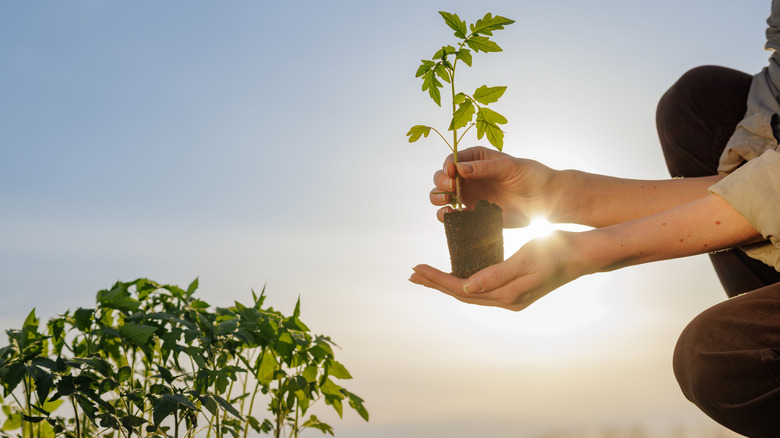 Gardener holding a young tomato transplant