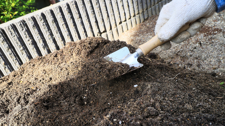 Getting compost ready to put with the tomotoes in the garden