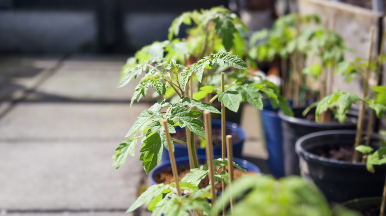 Hardening off tomato plants in the garden