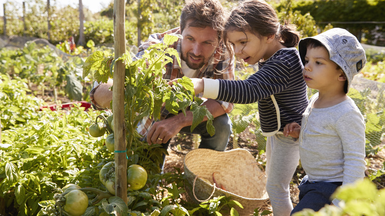Father and children growing tomatoes
