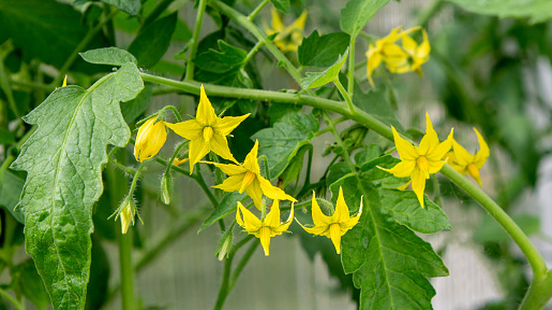 Flowers on a tomato plant