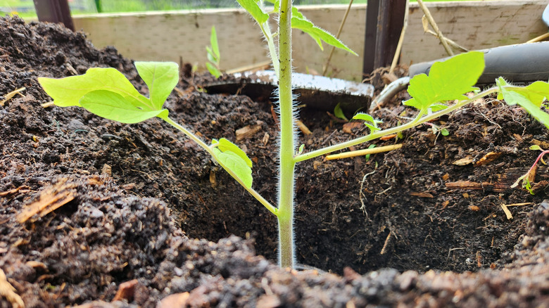Planting tomato plants deep in the garden