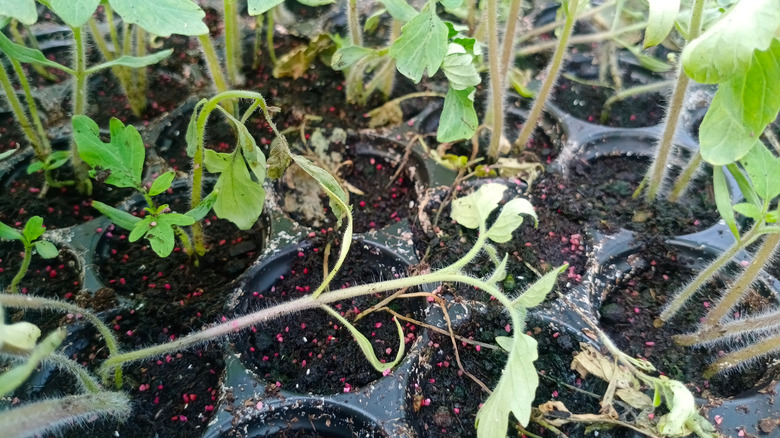 Damping off fungus on tomato plants