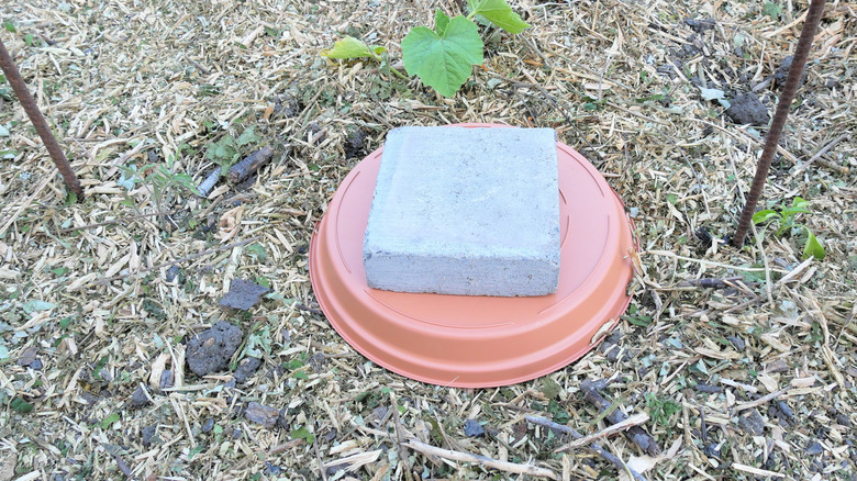 An olla in the garden