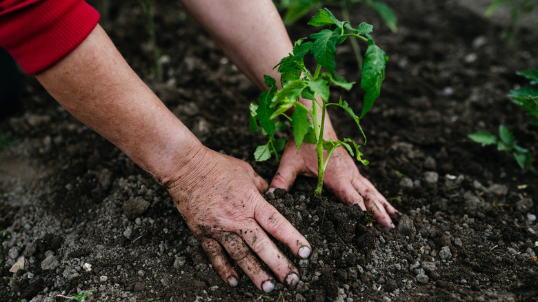 Spacing out tomato plants in the garden