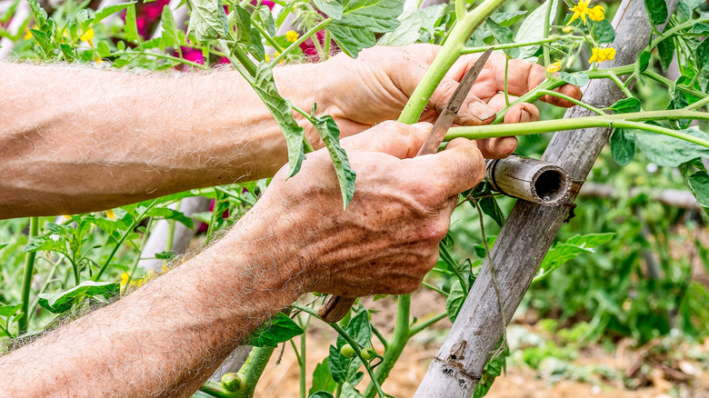 Gardener stripping the leaves on a tomato plant