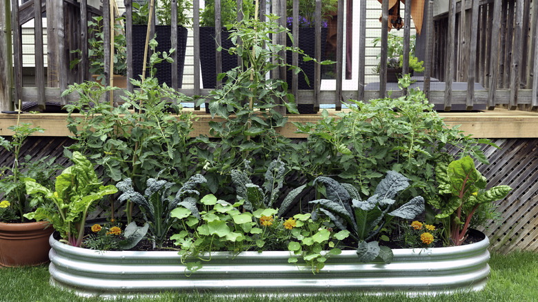 Garden bed with various crops growing
