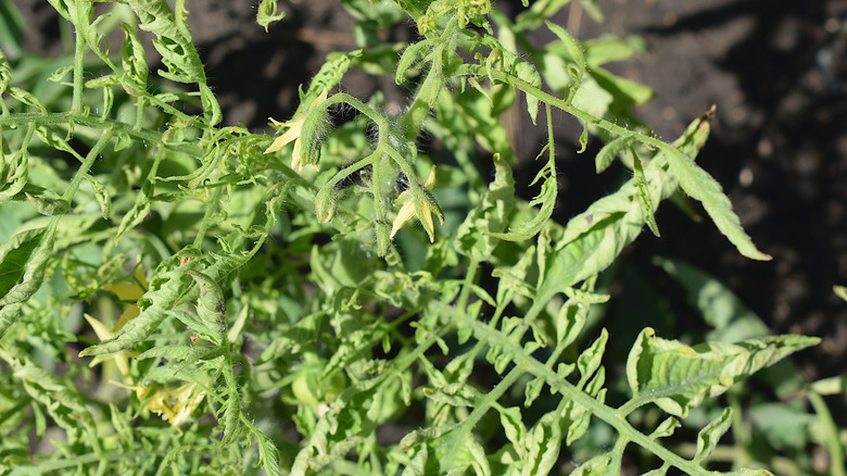 Close up of tomato yellow leaf curl