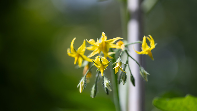 Close up of flowers on a tomato plant