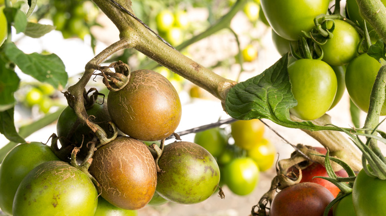 Russet mite damage on a tomato plant