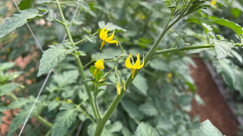 Blossom rot on tomato plants