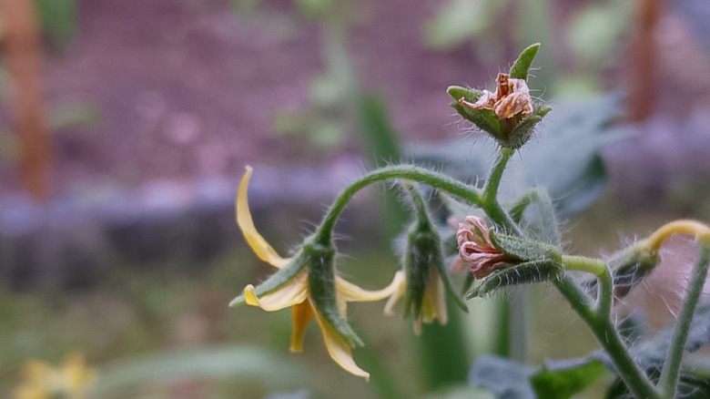 Tomato plants with wilted flowers