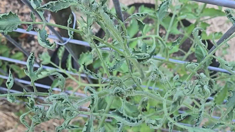 Tomato plant showing signs of herbicide drift.