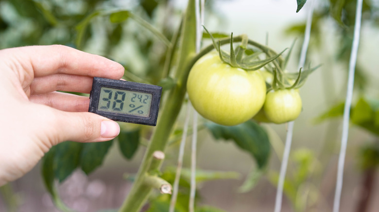 Hand holding a hygrometer near a tomato plant with  green tomatoes growing.