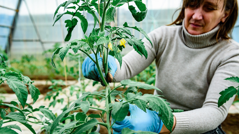 Gardener with tomato plants with flowers on