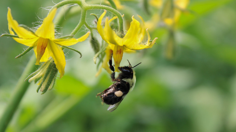 Bumblebee on tomato flower