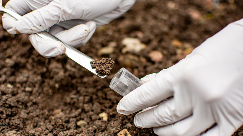 Person wearing gloves collecting soil sample in a test tube.