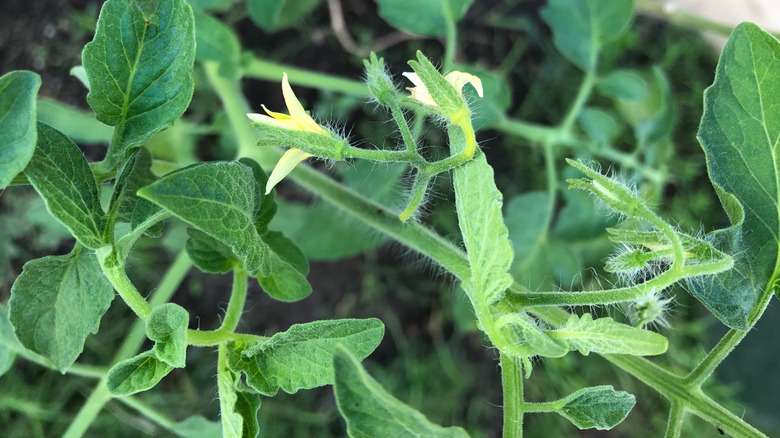 Unopened flowers on a tomato plant