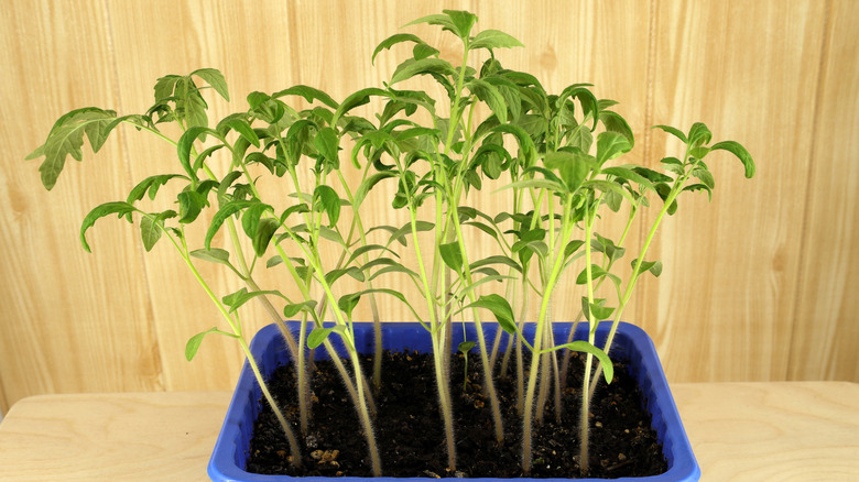 Overgrown tomato seedlings in a tray.