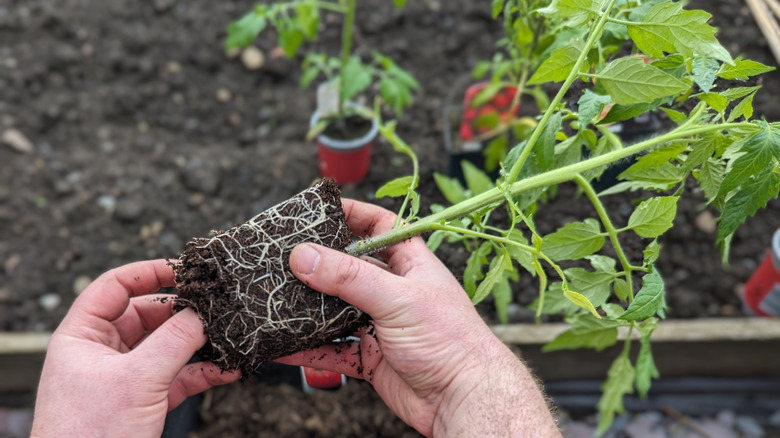 Hands holding a young tomato plant taken out of its pot with visible healthy white roots showing