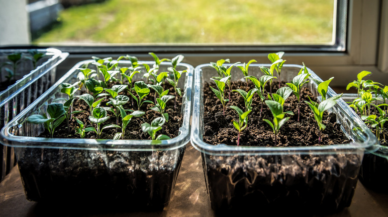 Green seedlings growing in plastic containers on windowsill.