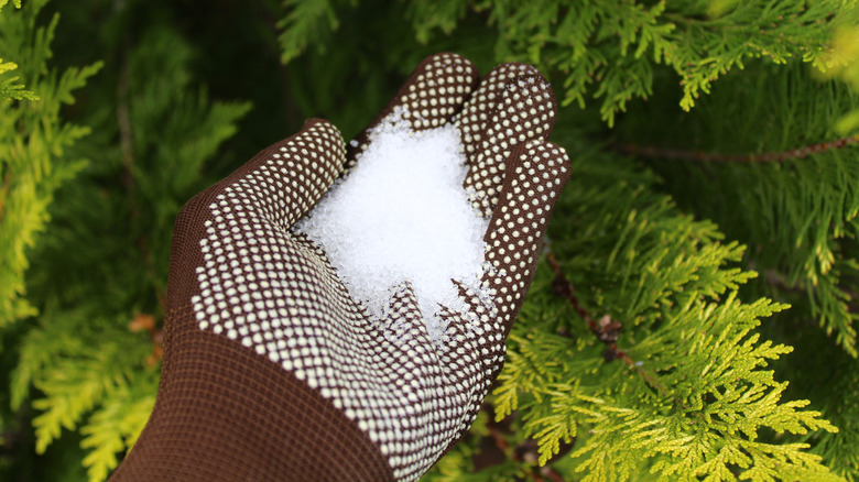 Gloved hand holding a pile of white crystals with conifers in background