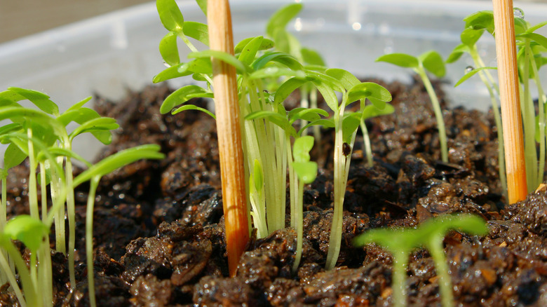 toothpick next to seedlings in soil