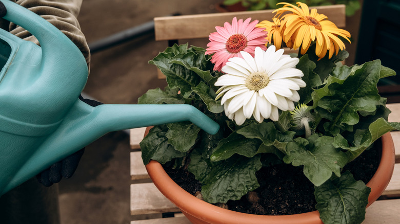 watering plants